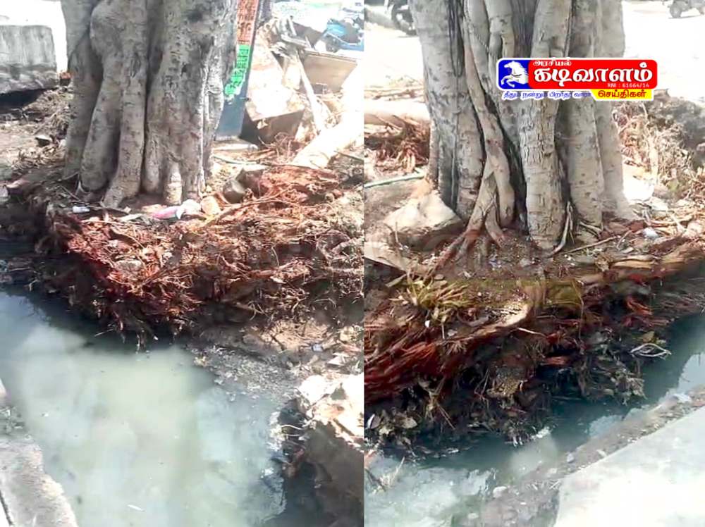 தூத்துக்குடி: அந்தரத்தில் நிற்கும் அரச மரம்..!  அச்சத்தில் மக்கள்...!!